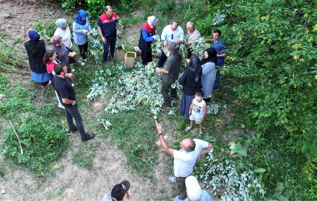 Düzce’de ıhlamur hasadı yapıldı