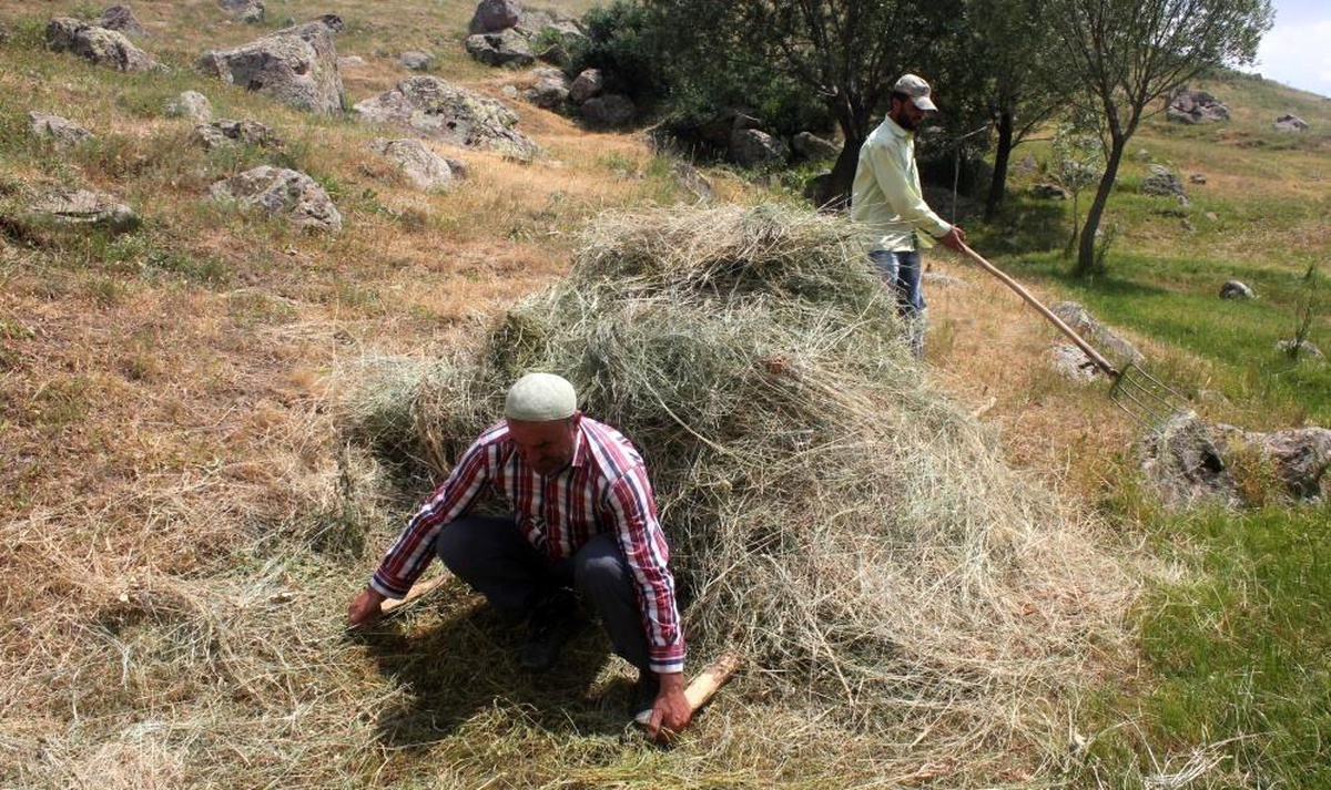 Tercan\'da Hayvancılık İçin Ot Biçme Çalışmaları
