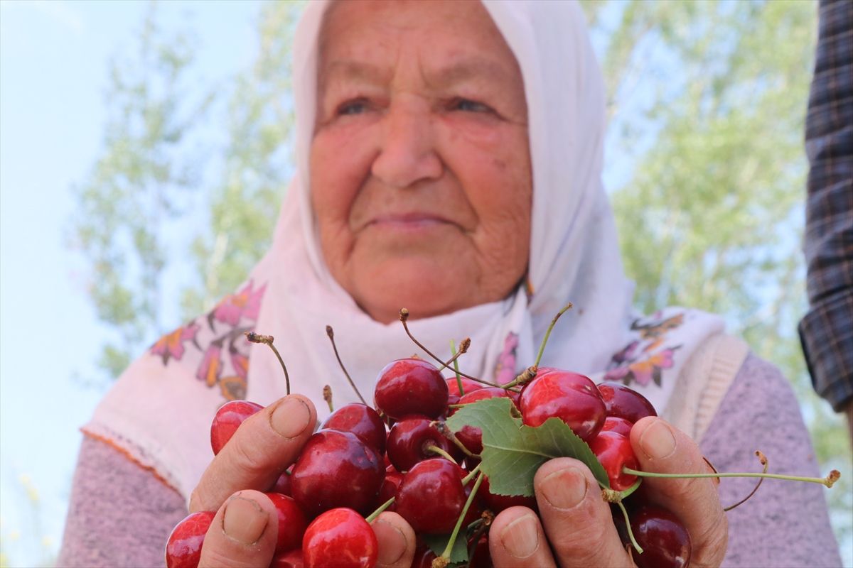 Eldivan Kirazında Bu Yıl 400 Ton Rekolte Bekleniyor