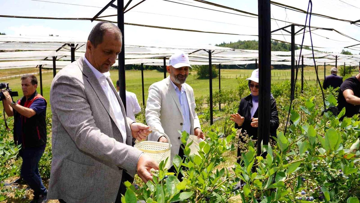 İznik\'te Maviyemiş Hasadı Başladı