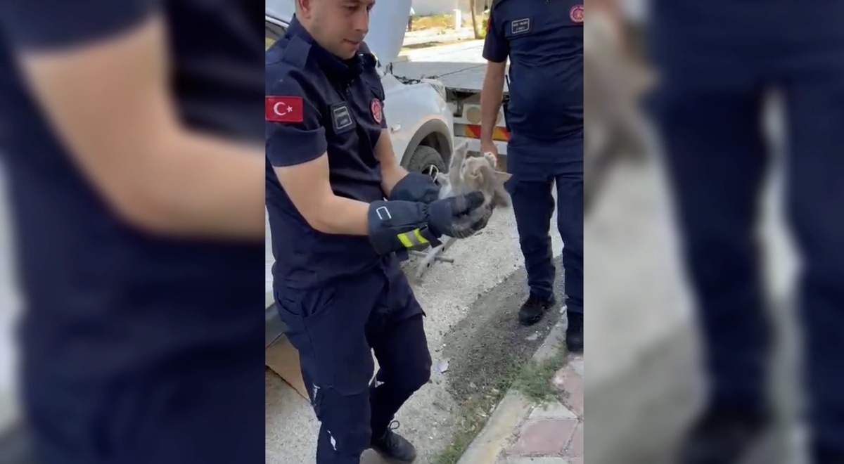 Yavru Kedi Otomobilde Mahsur Kaldı