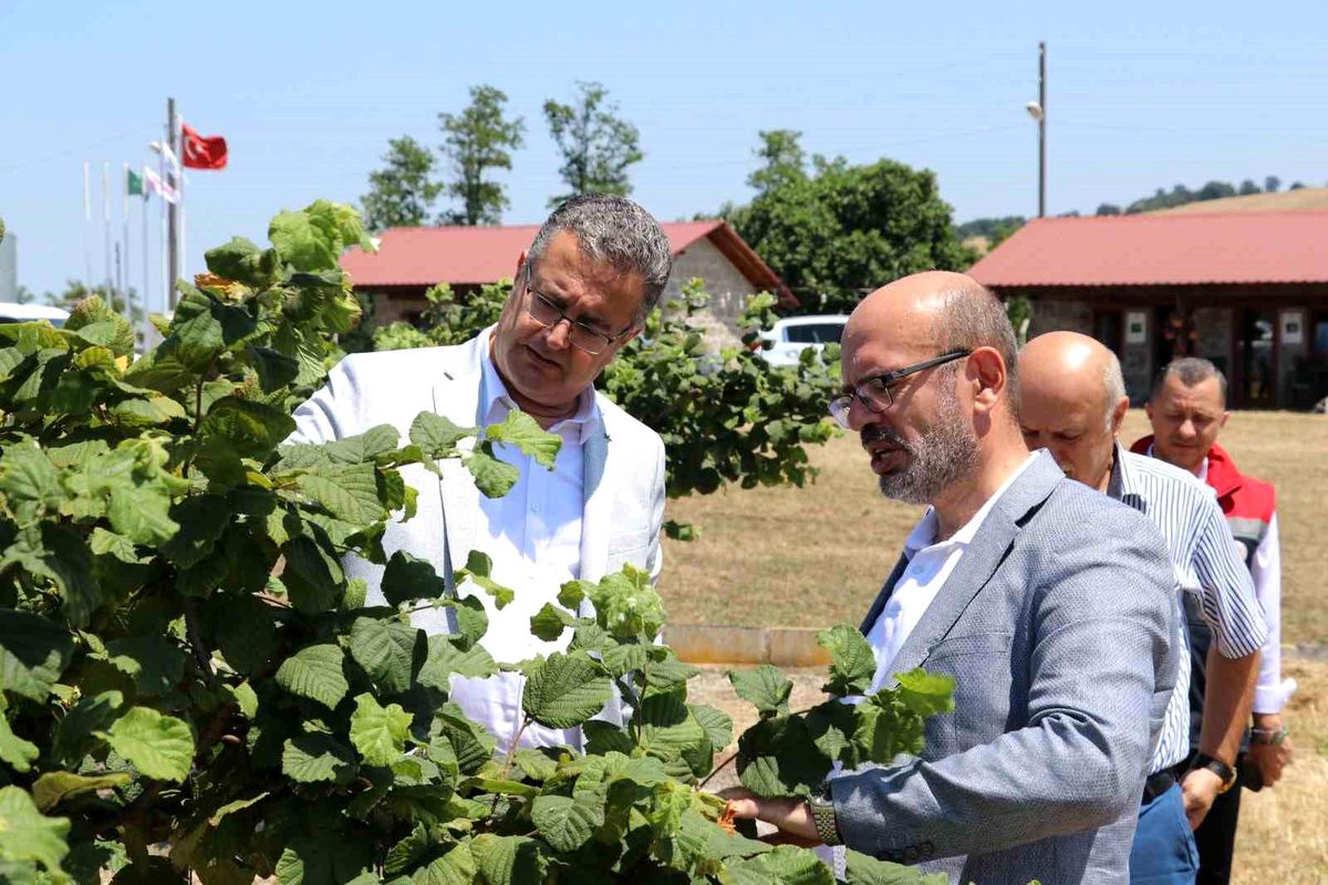 Emiralioğlu Samsun\'da Tarımsal İncelemelerde Bulundu