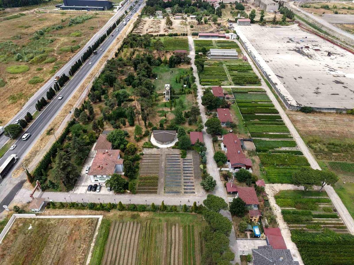 Samsun\'da Fidan Üretimi ve Ağaçlandırma