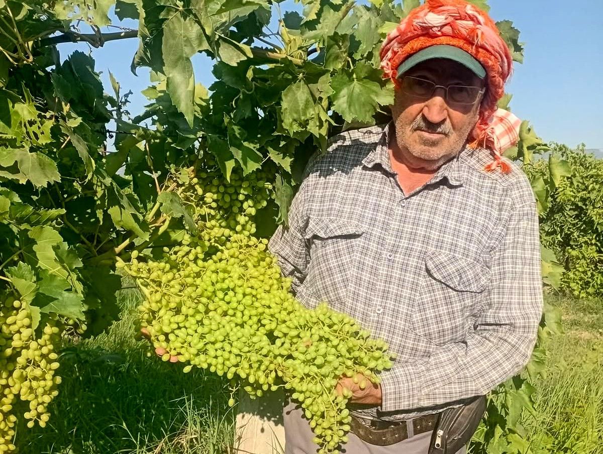 Sultaniye Üzümlerinde Hasat Öncesi Hazırlıklar Sürüyor