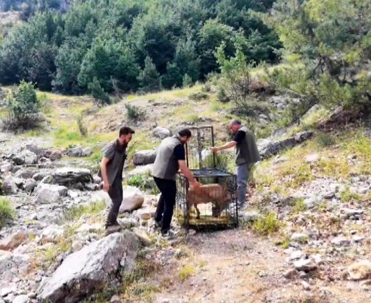 Yaralı Dağ Keçisi Doğaya Salındı