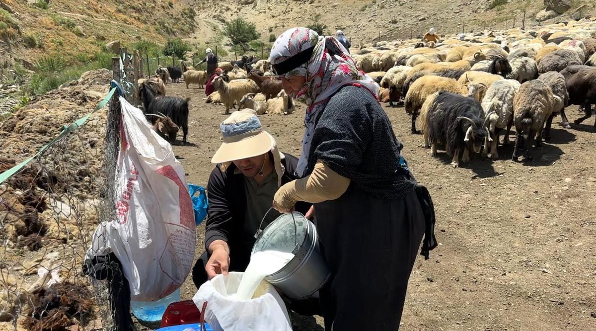 Yüksekova\'da Zorlu Yayla Süt Sağma Mesaisi