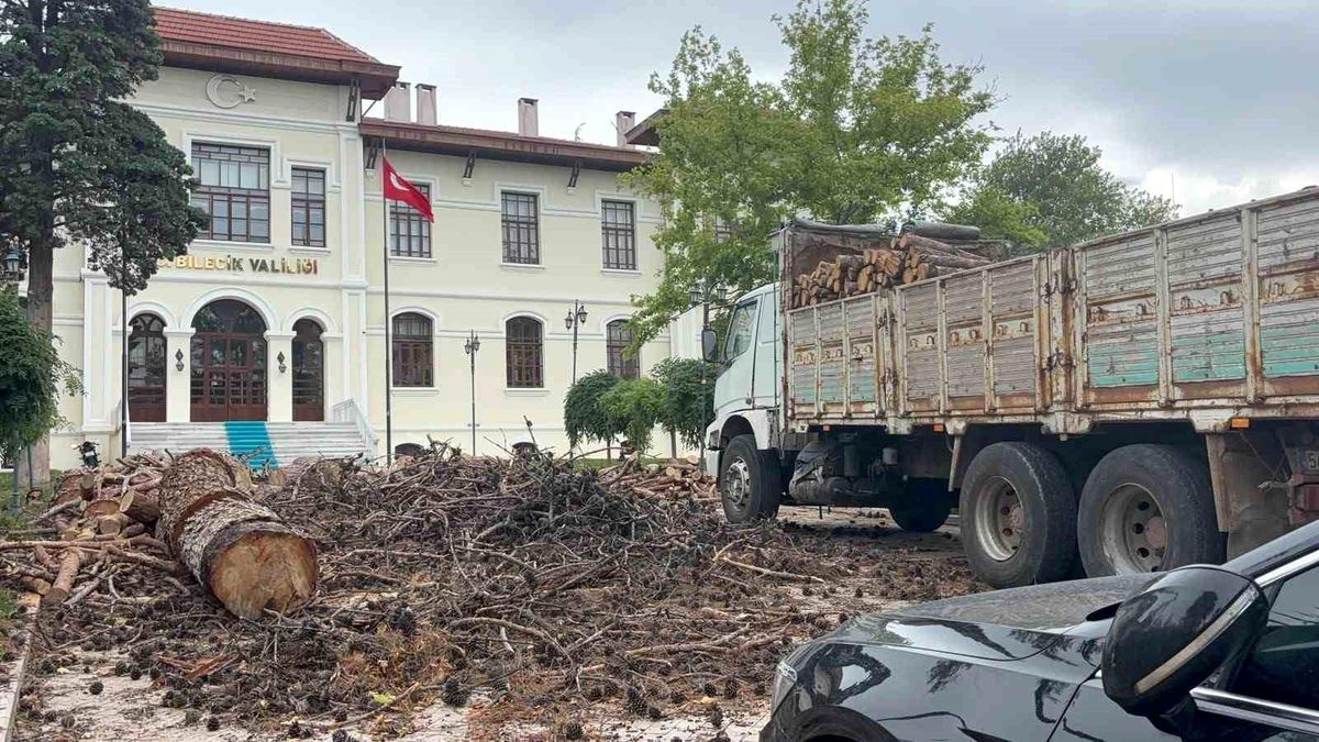 Bilecik\'te Hastalıklı Ağaçlar Kesildi