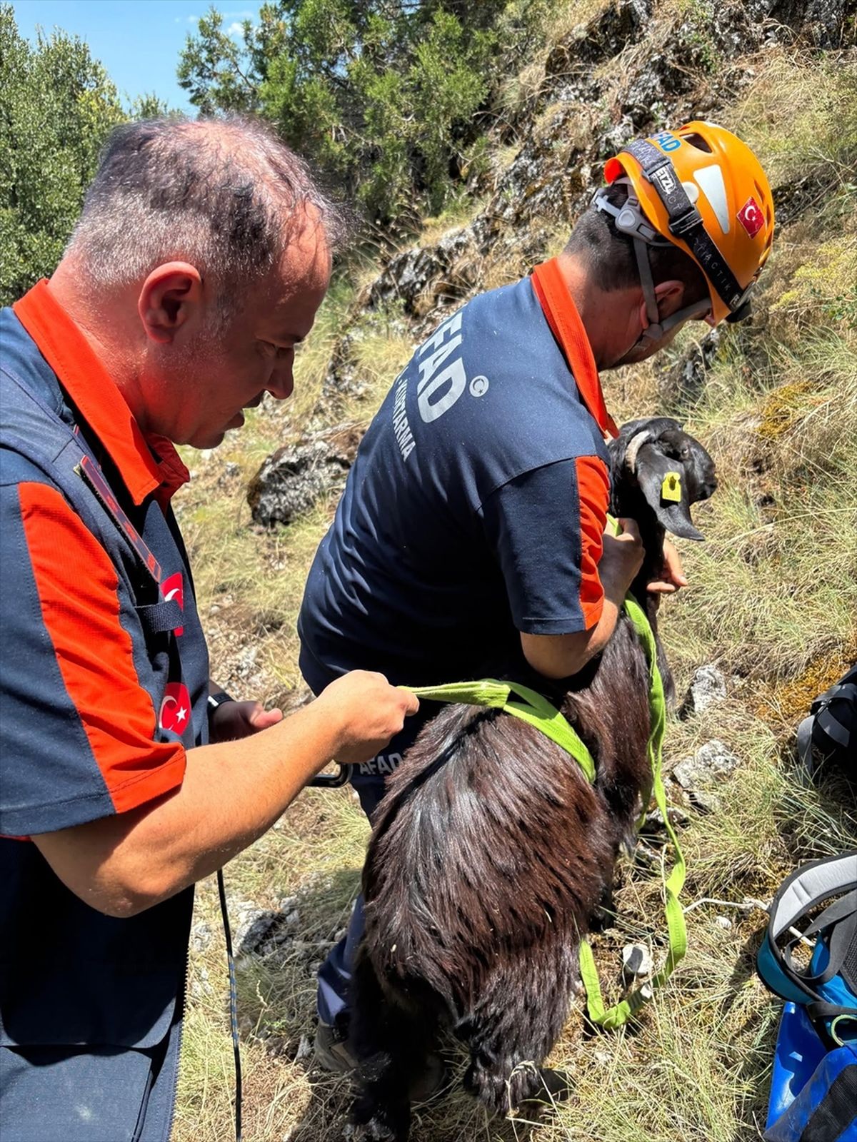 Mahsur Keçi AFAD Ekipleri Tarafından Kurtarıldı