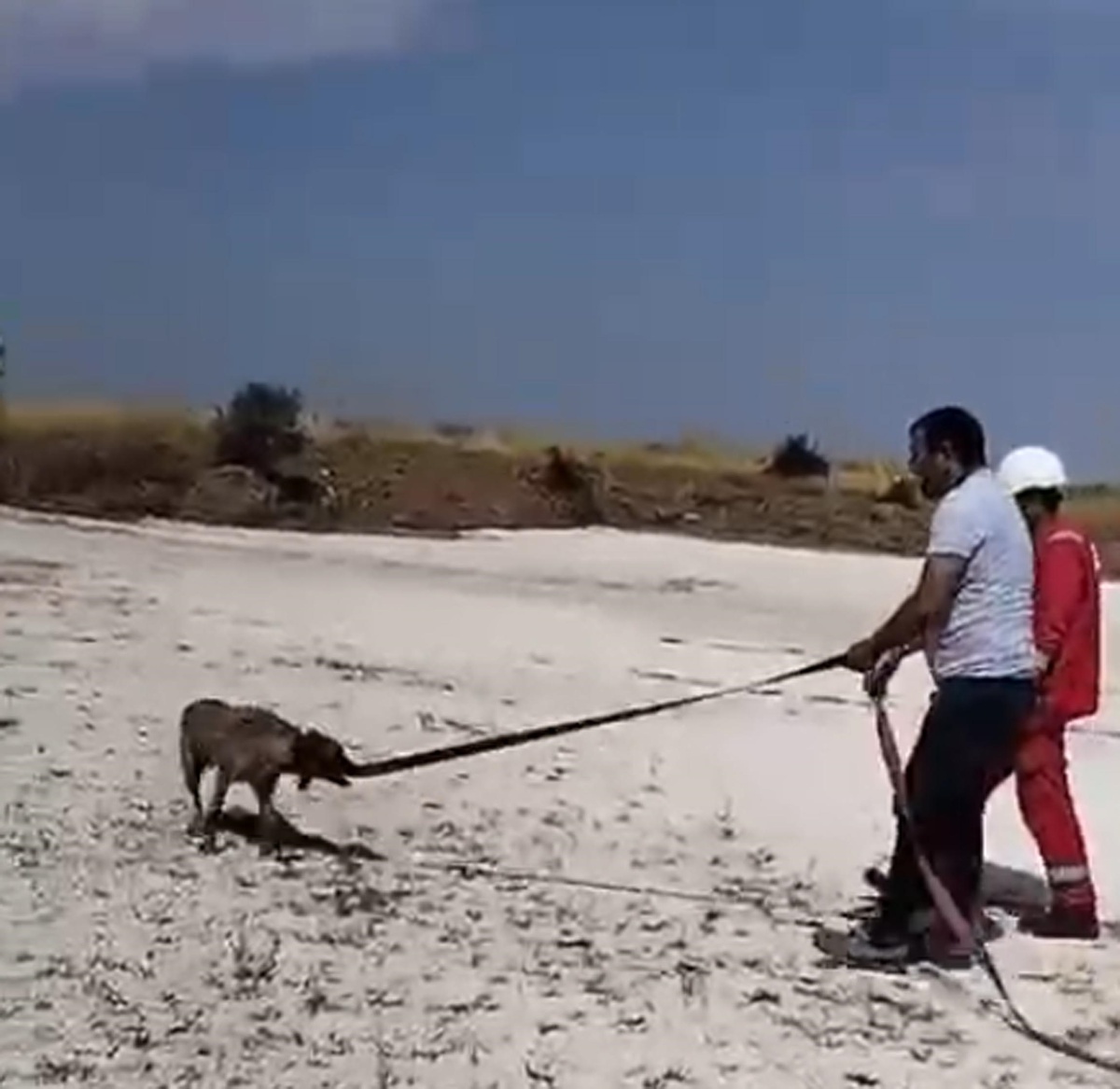 Ergene\'de 4 Köpek Gölette Mahsur Kaldı