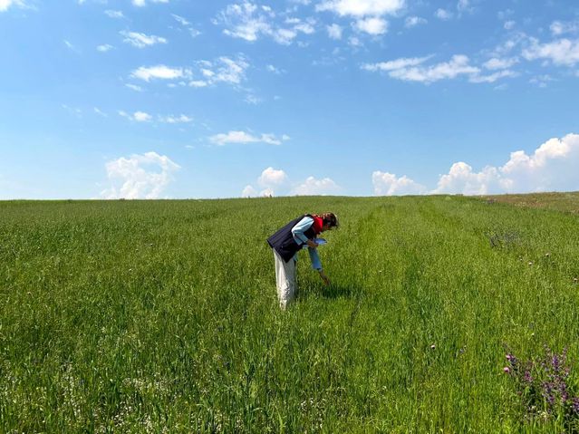 Kars’ta Yem Bitkileri Destekleme Tespitleri Devam Ediyor