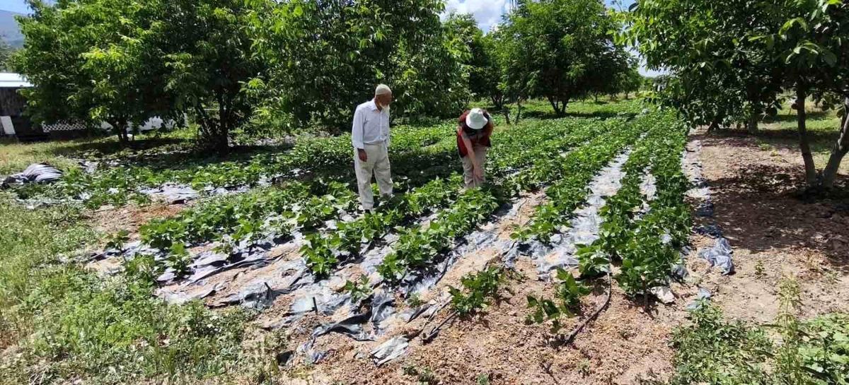 Kütahya\'da Nohut ve Barbunya İncelemeleri