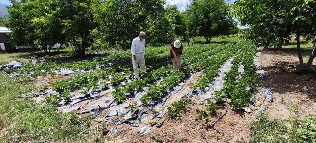 Kütahya’da Nohut ve Barbunya İncelemeleri