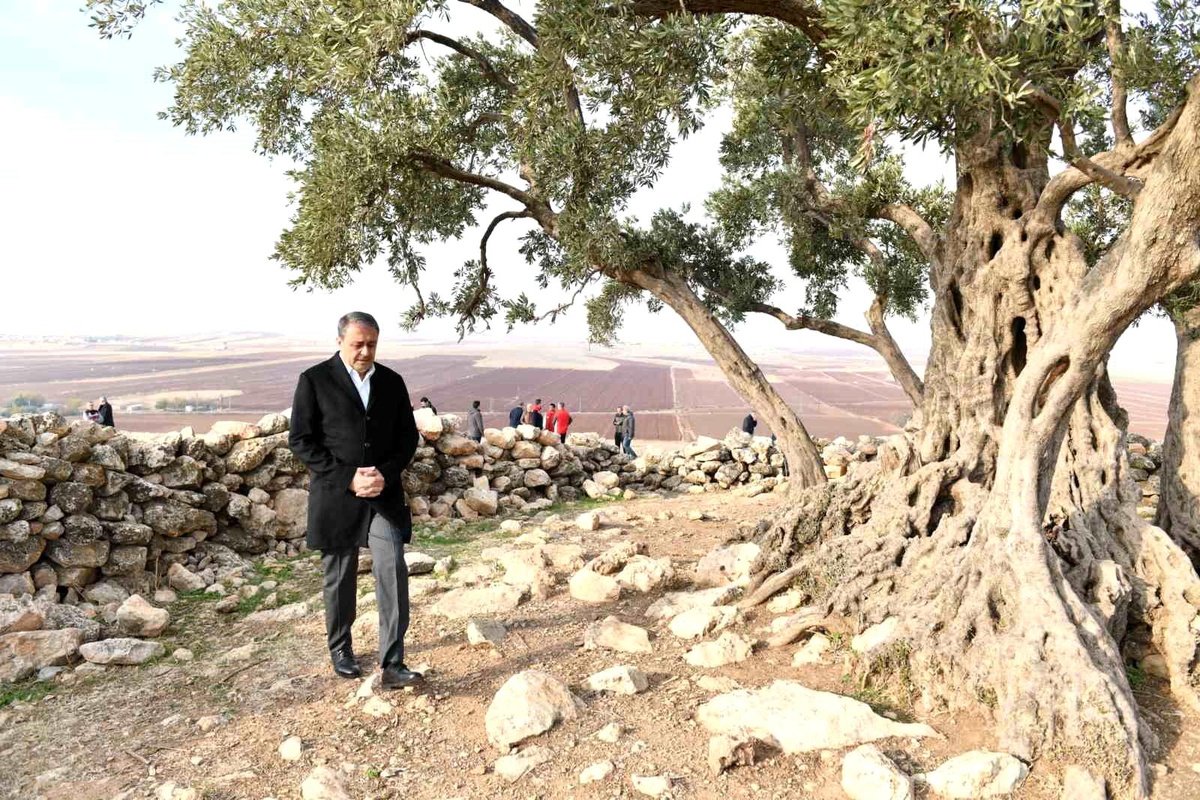 Göbekli Anıt Zeytin Ağacı Projesi Tamamlandı