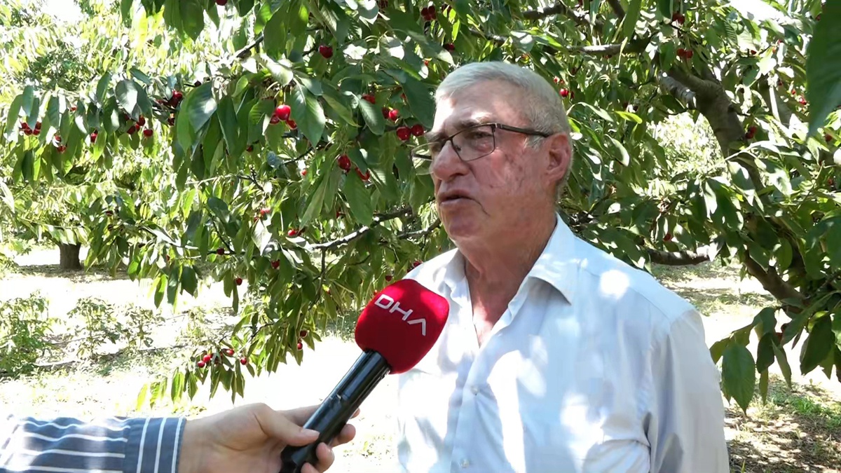 Sultandağı\'nda Kiraz Hasadı Başladı