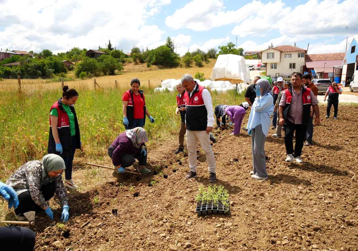 Kastamonu\'da Çiftçilere Ücretsiz Aromatik Fide Dağıtımı