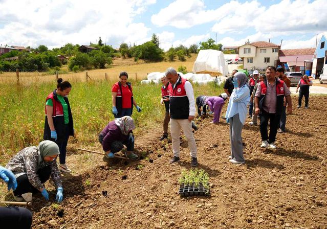 Kastamonu’da Çiftçilere Ücretsiz Aromatik Fide Dağıtımı
