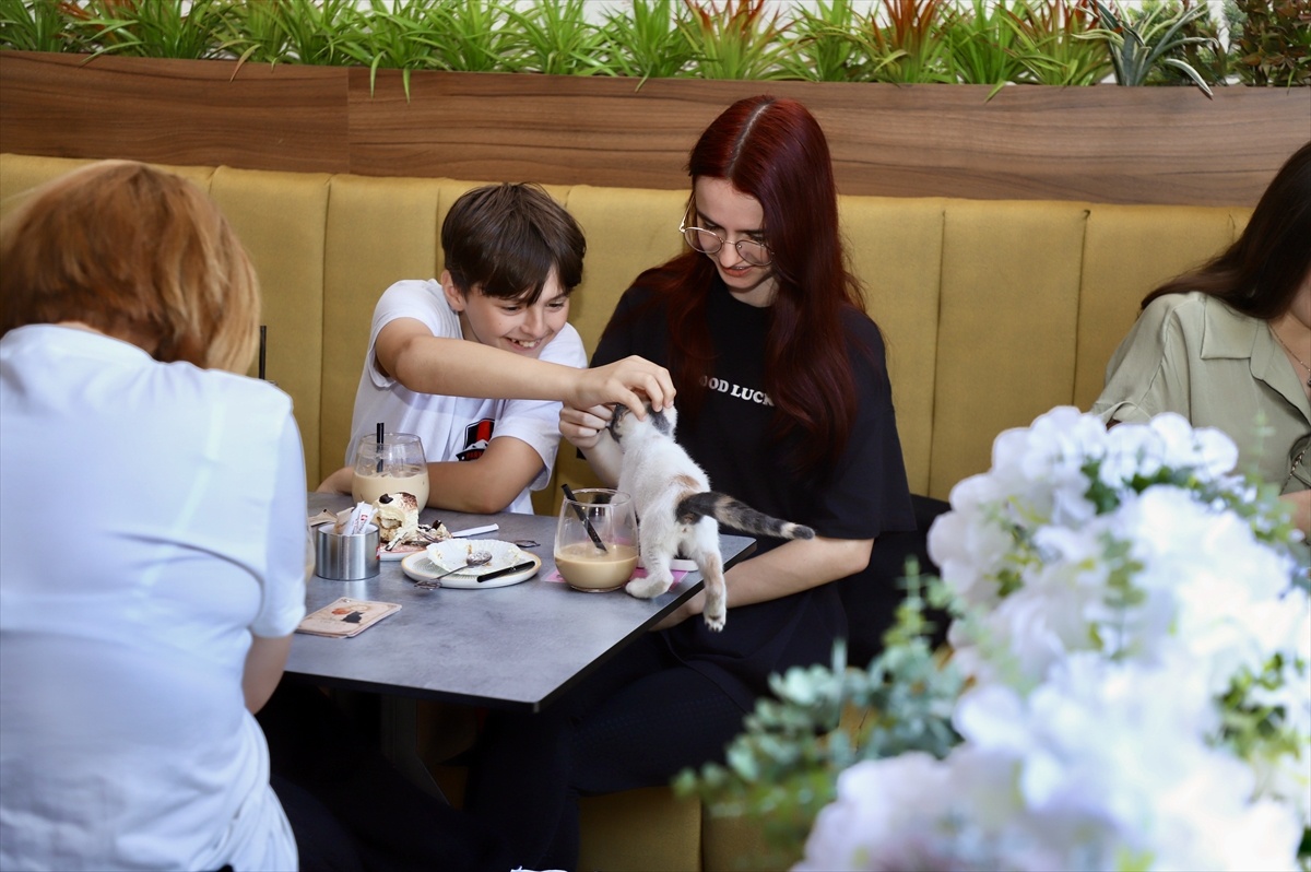 Üsküp\'te Kedili Kafe Hayvanseverlerin Buluşma Noktası