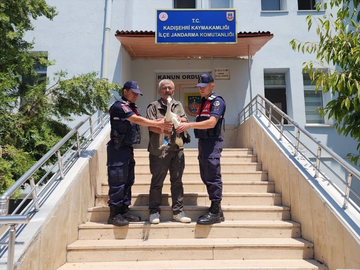 Yaralı Leylek Doğaya Salınıyor