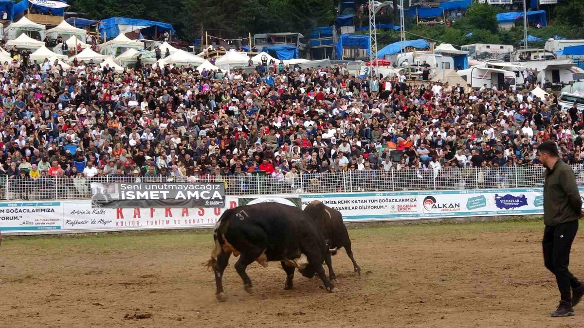 Kafkasör Yaylası\'nda Boğa Güreşi Festivali Coşkusu