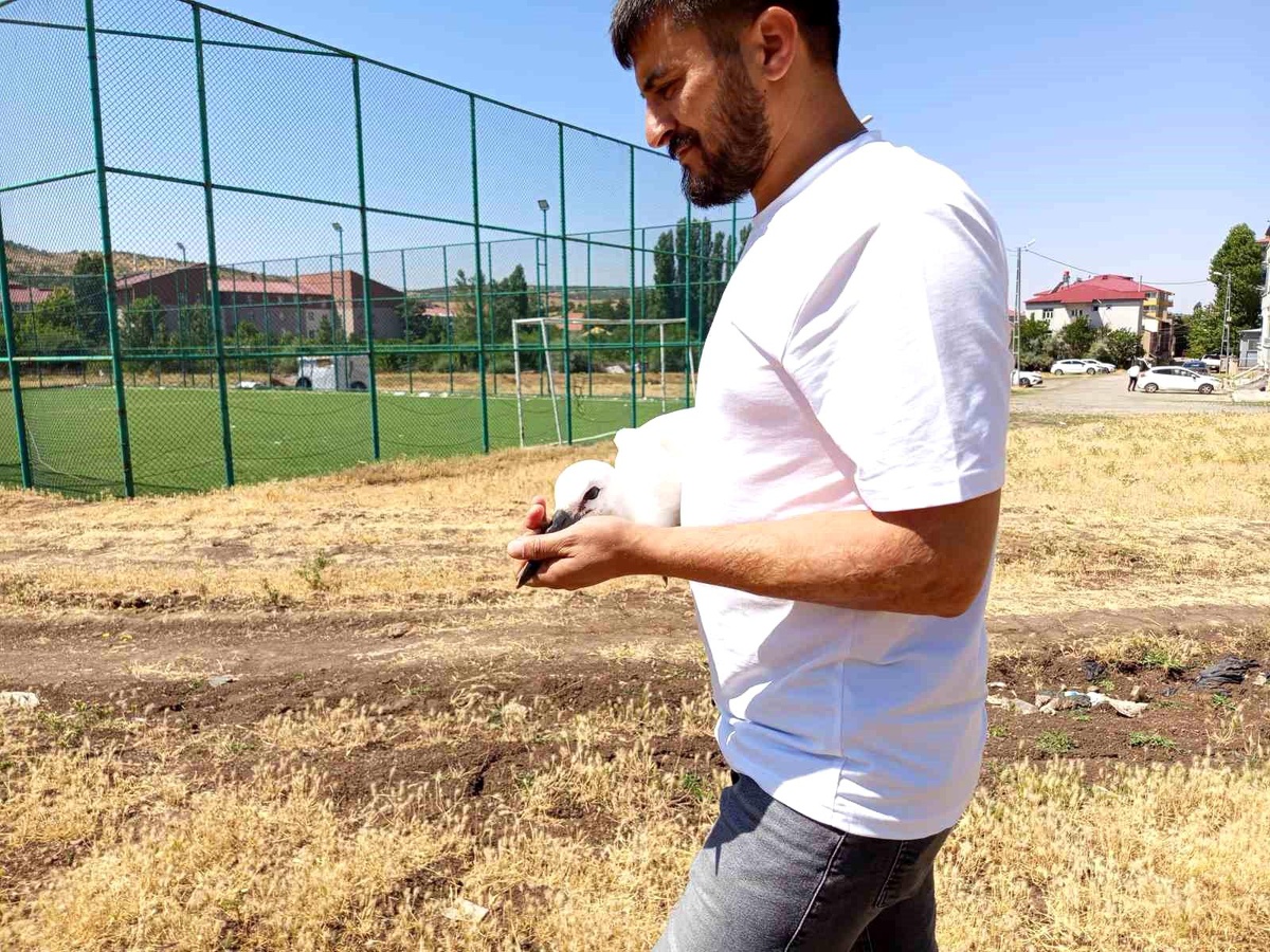 Yavru Leylek Doğaya Bırakıldı