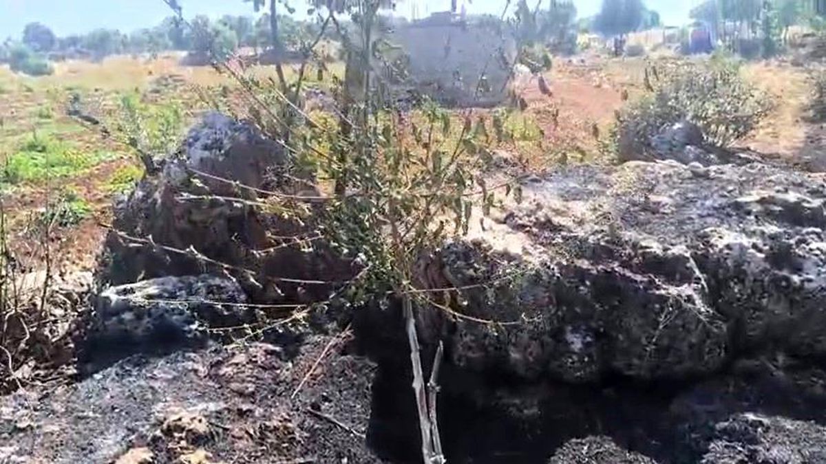 Diyarbakır\'da Yangın: Meyve Ağaçları Zarar Gördü