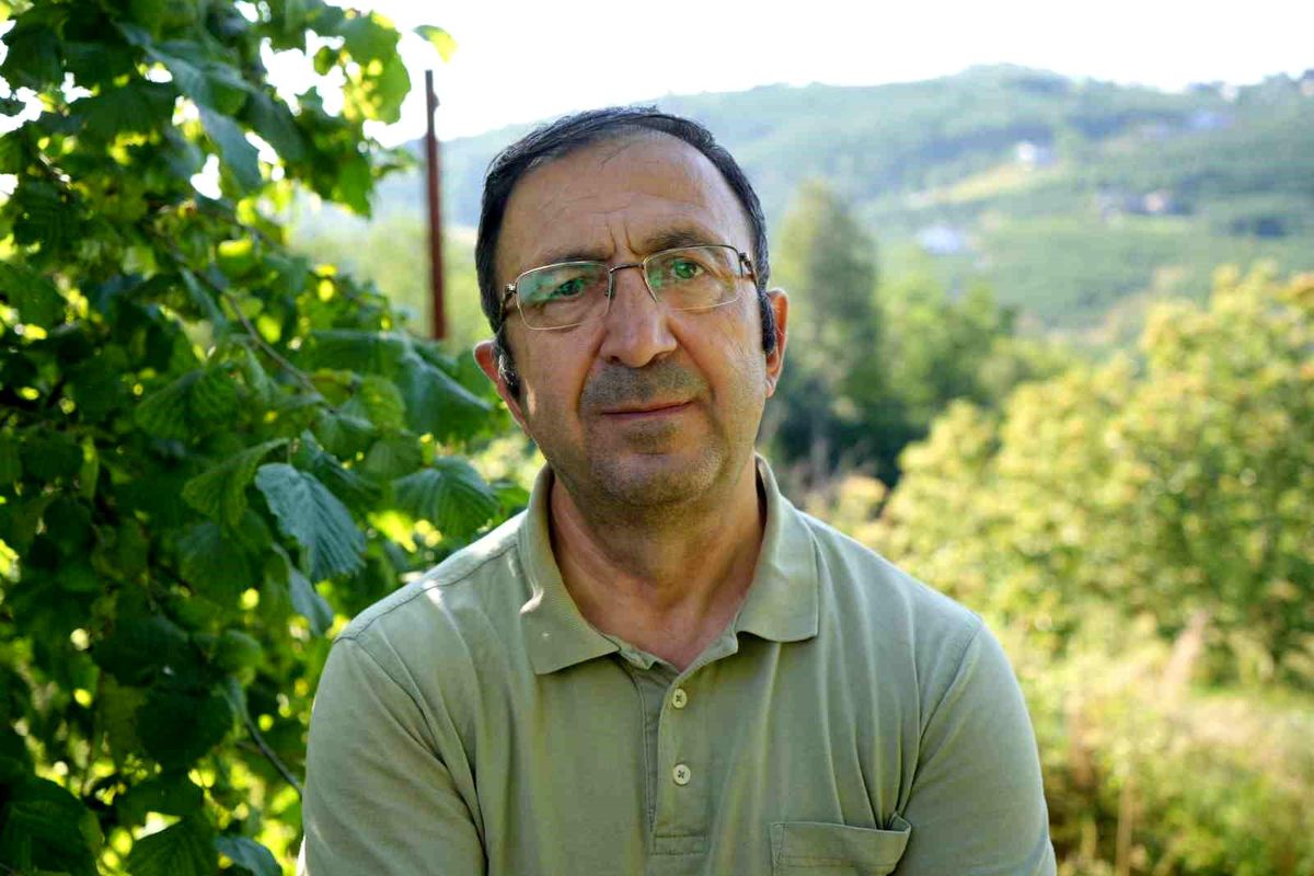 Fındık Hasadı İçin File Örtü Yöntemi