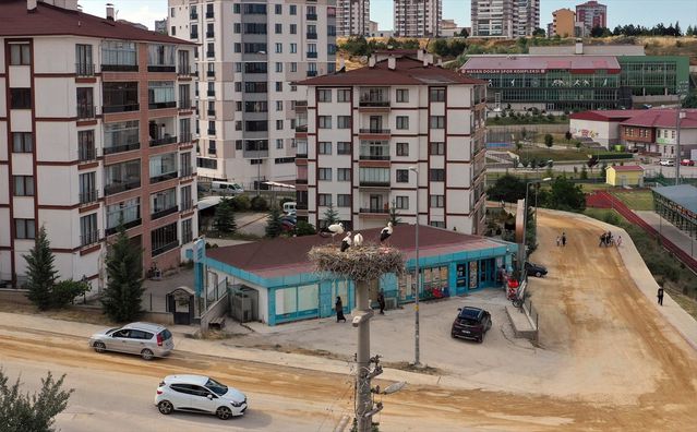 Kastamonu’da Leyleklerle Komşuluk