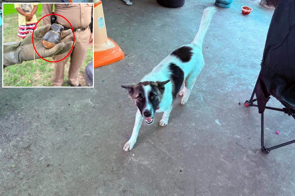 Tayland\'da evcil köpek, eve el bombası getirdi