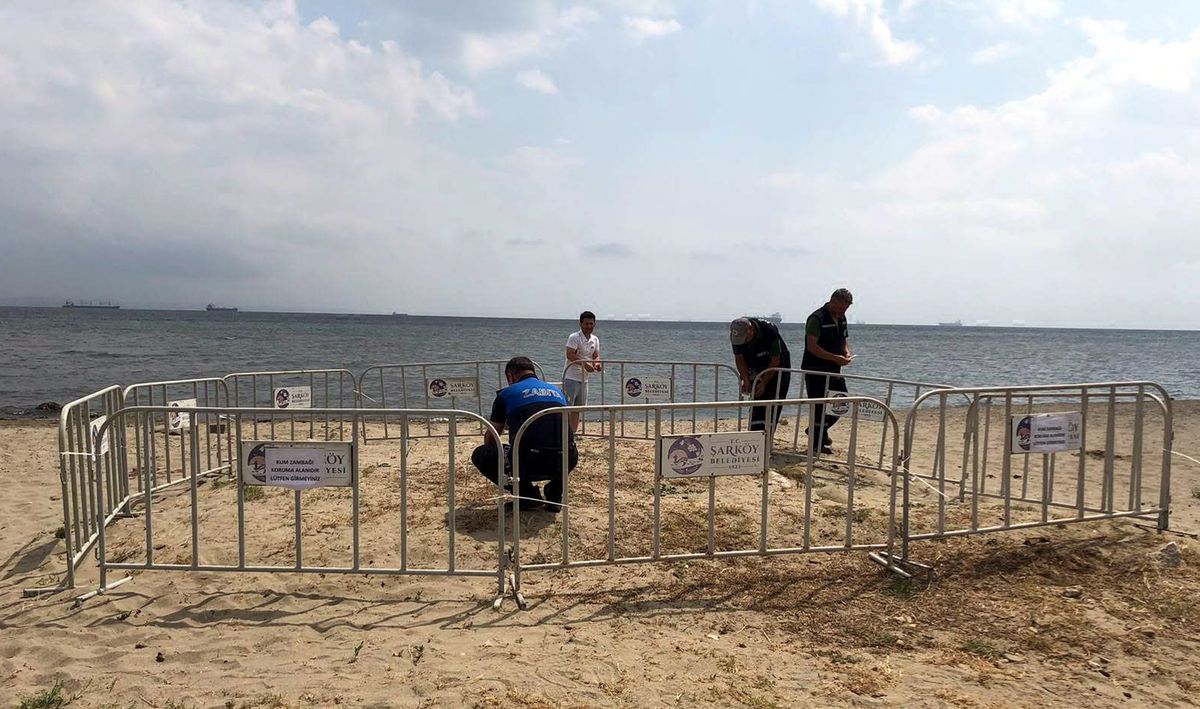 Şarköy\'de 8 Kum Zambağı Koruma Altına Alındı