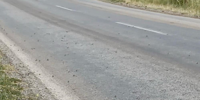 Tokat'ta binlerce kurbağa kara yolunu istila etti