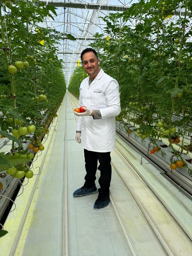 Domates İhracatı 252 Milyon Dolar