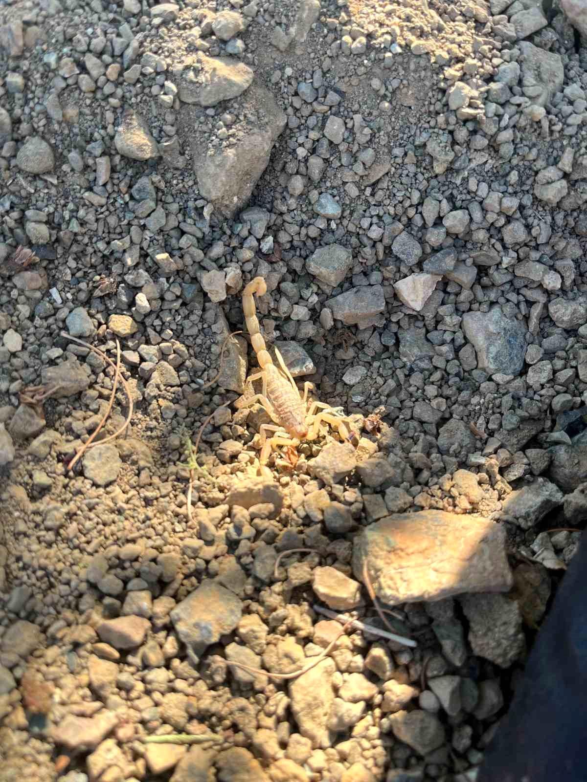 Vişne Hasadı Sırasında Akrep Soktu