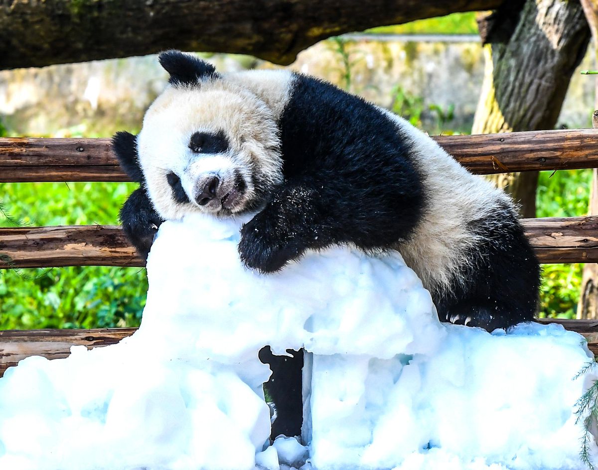 Panda Wang Shu\'nun İlk Doğum Günü