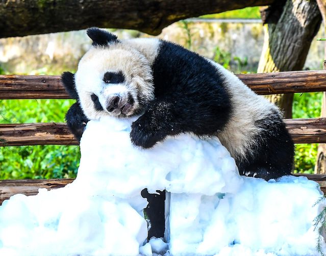 Panda Wang Shu’nun İlk Doğum Günü