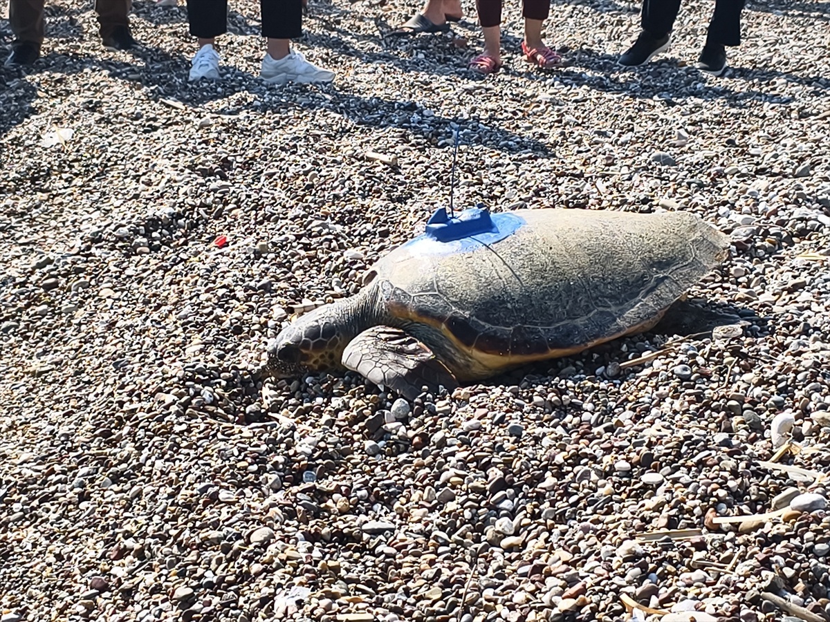 İki Caretta Caretta Denizle Buluştu