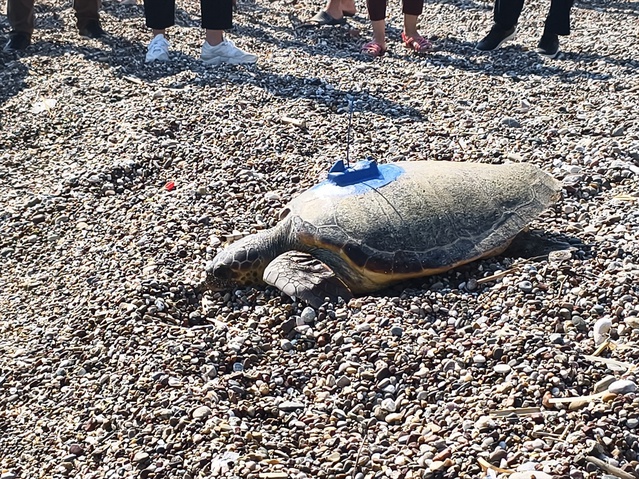 İki Caretta Caretta Denizle Buluştu