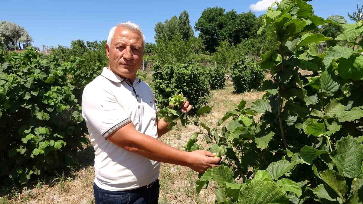 Bozkırda Fındık Başarısı