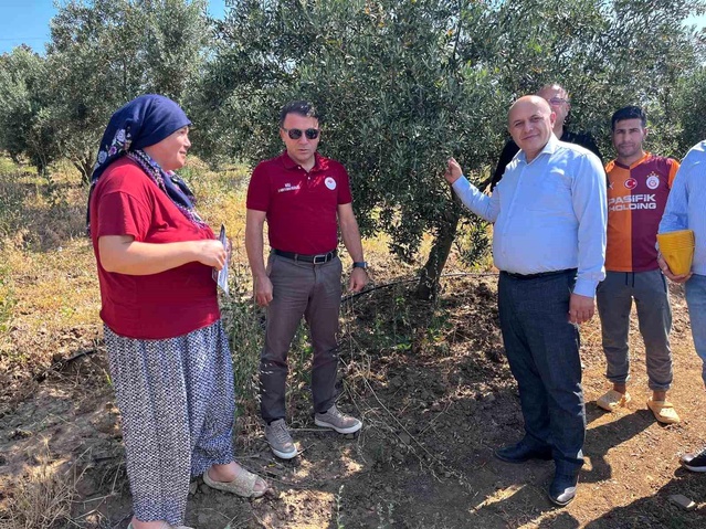 Denizli’de Ekolojik Zeytin Mücadelesi