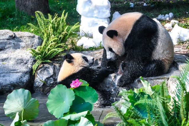 Wang Shu’nun İlk Doğum Günü Kutlandı
