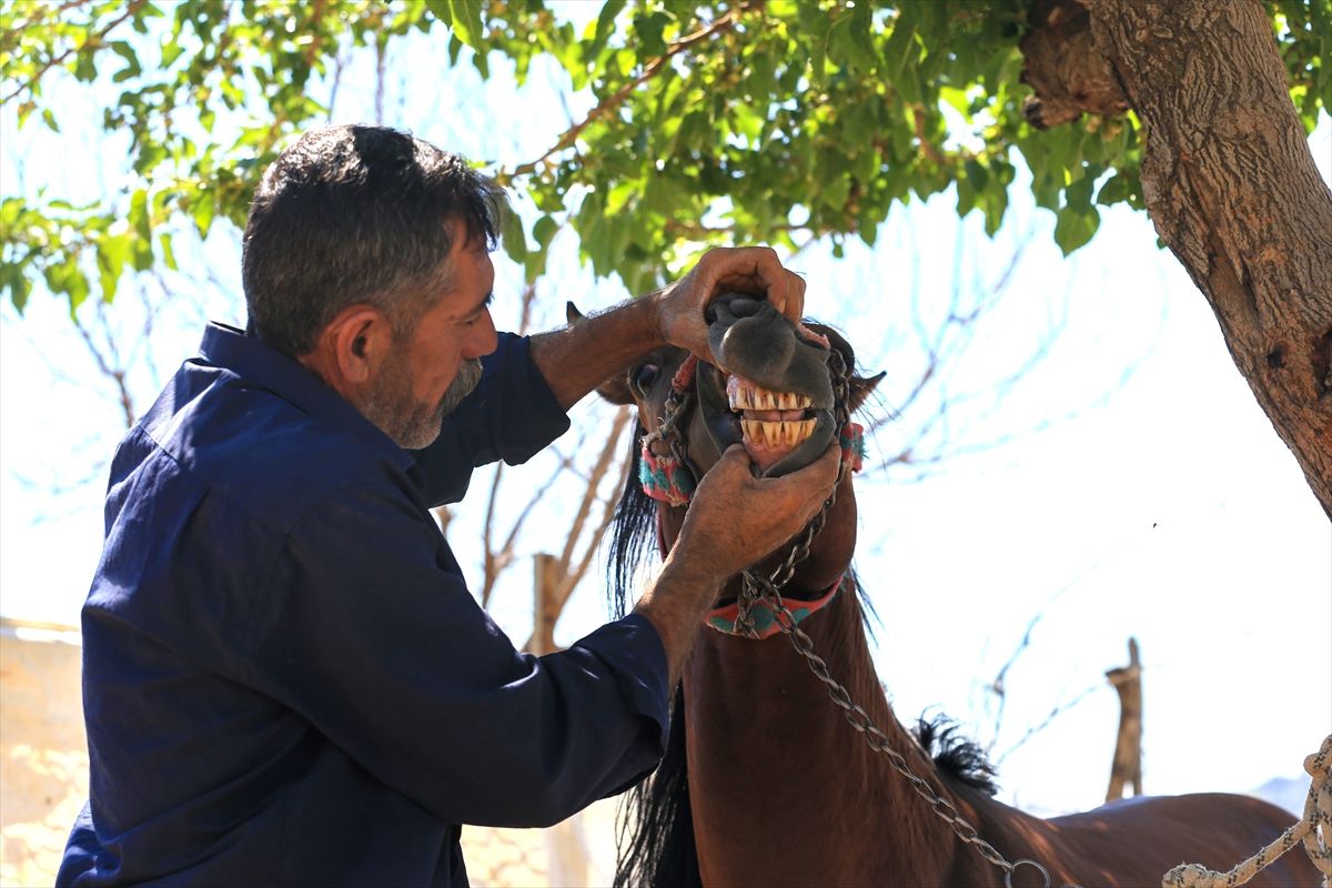 Hazro\'da At Yetiştiriciliği ve Yarış Başarıları