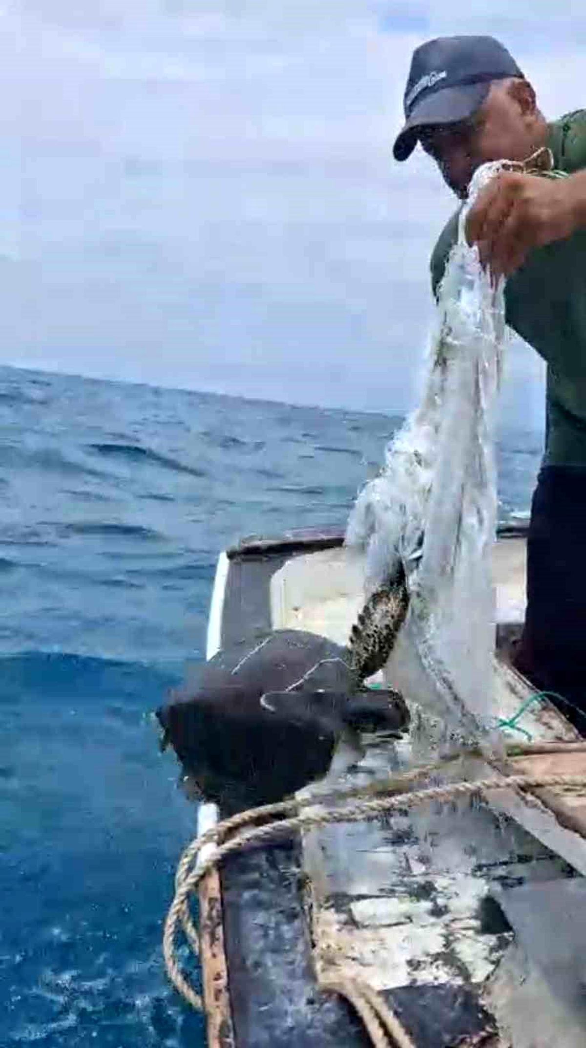 Balıkçı Caretta Caretta\'yı Kurtardı