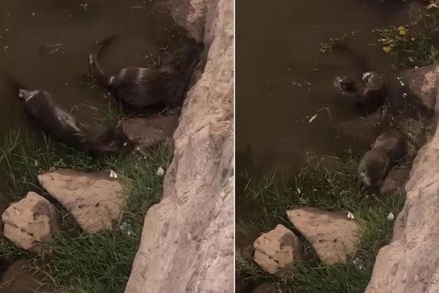 Nesli tükenmek üzereydi sürü halinde görüntülendi
