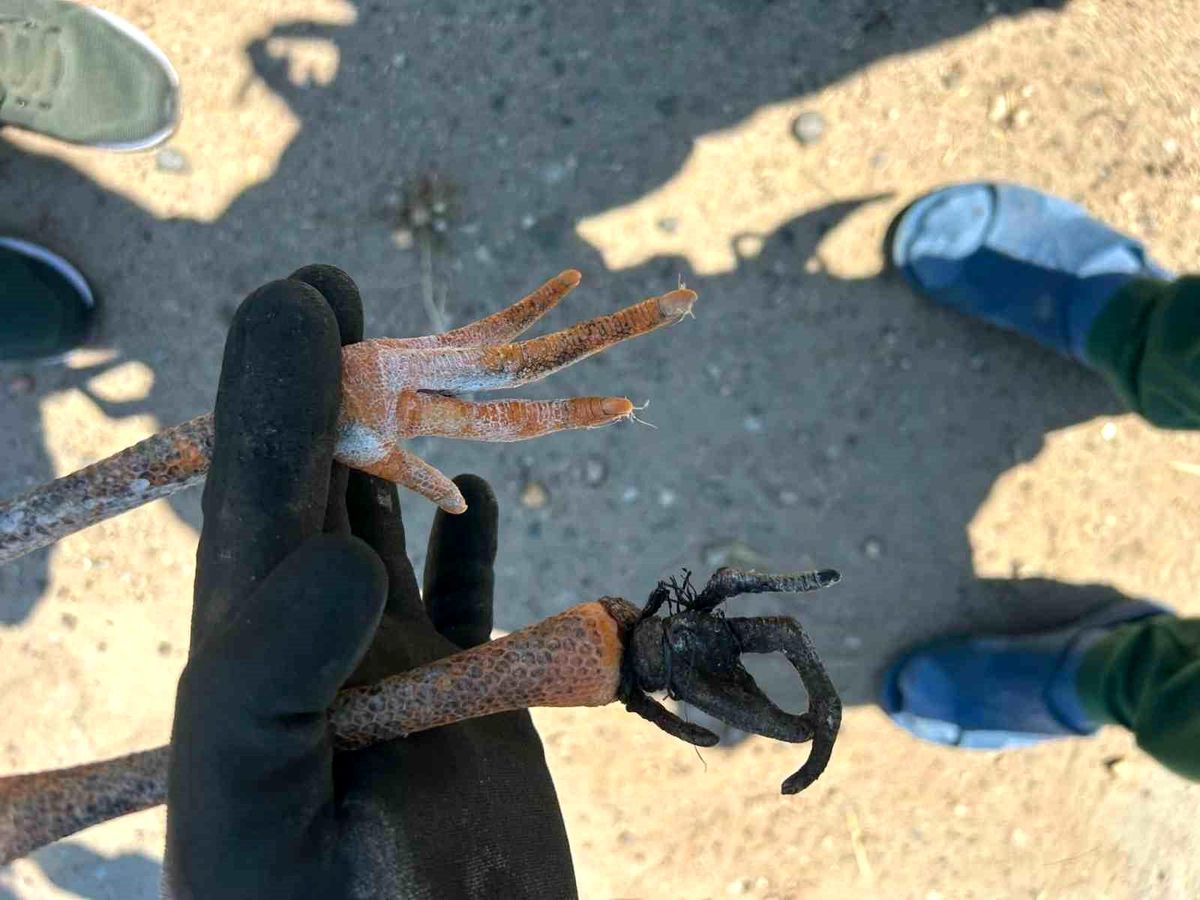 Leylek Yavrusu Köylülerin Dikkati ile Kurtarıldı