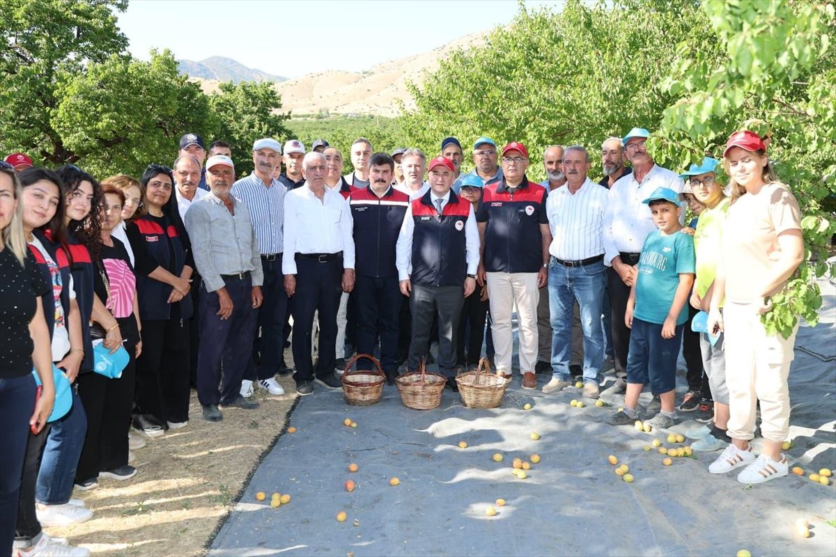 Elazığ\'da Kayısı Hasadı Coşkusu