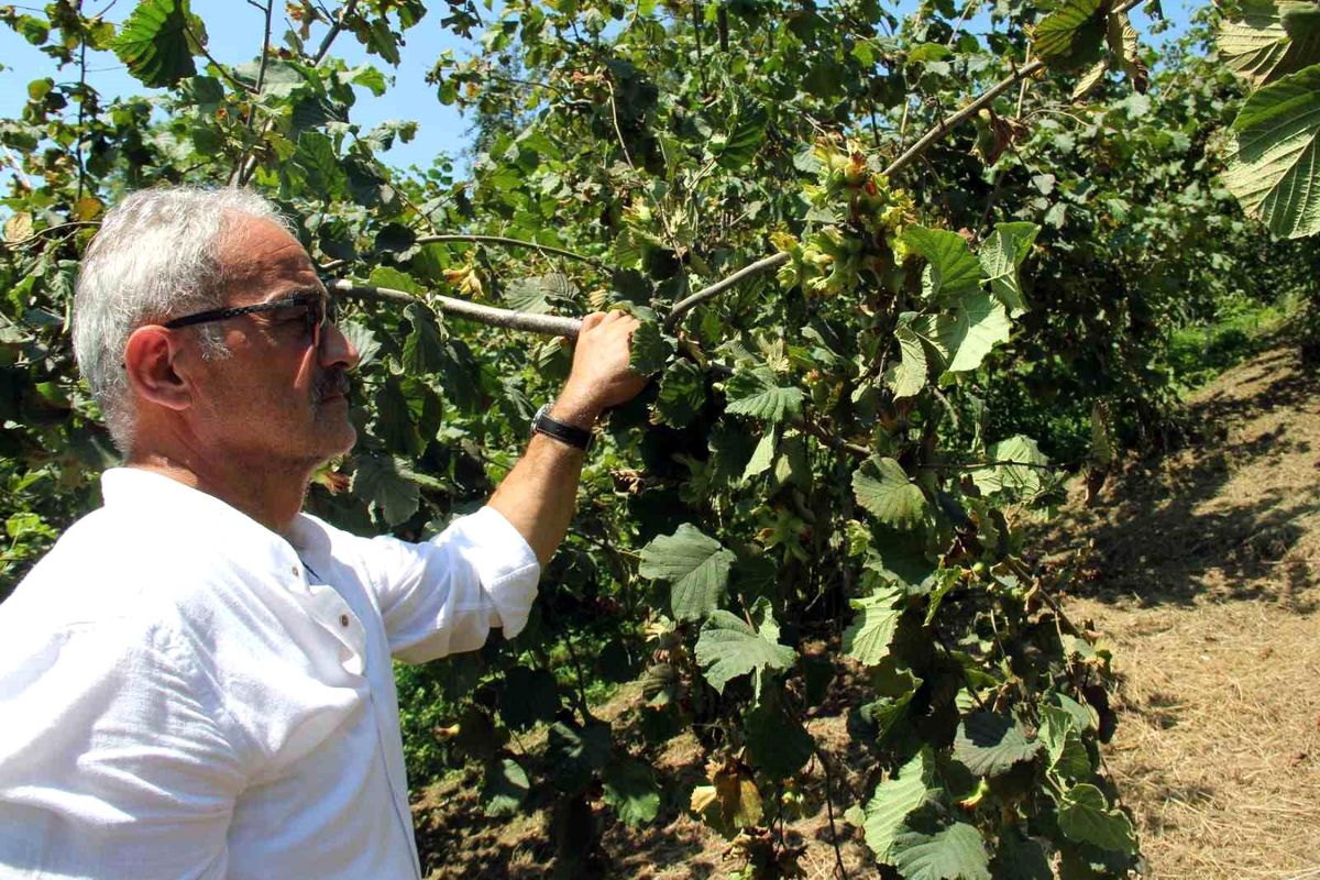 Fındık Fiyatları Düşmeye Devam Ediyor