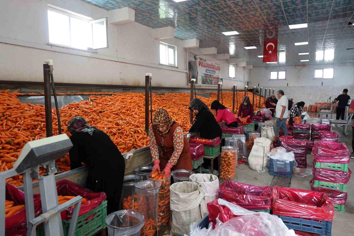 Konya\'da Havuç Hasadı Devam Ediyor