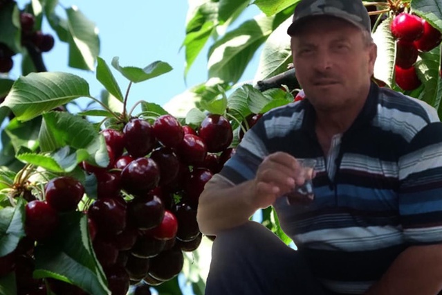 Kiraz Zehirlenmesi Şüphesi: Yaşlı Çiftin Ölümüne Kirazlar Neden Oldu mu?