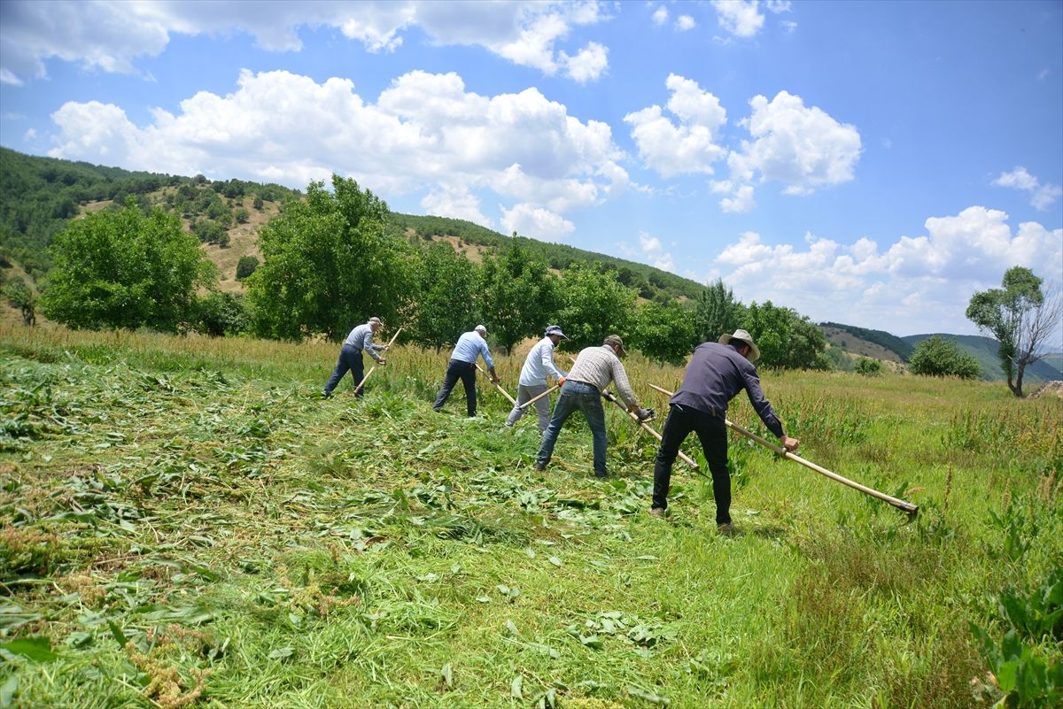 Muş\'ta Çiftçiler Tırpanla Ot Biçiyor