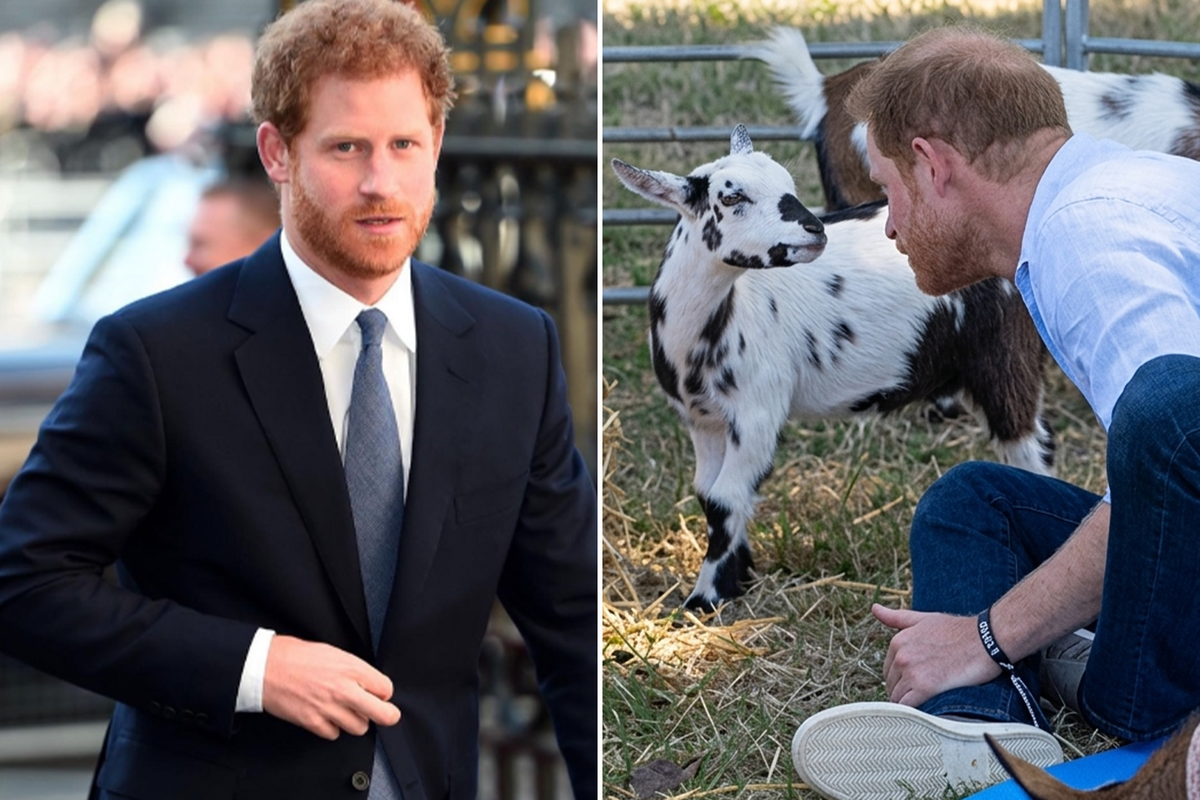 Prens Harry\'ye beklenmedik darbe! Yanındakiler hemen espriyi patlattı