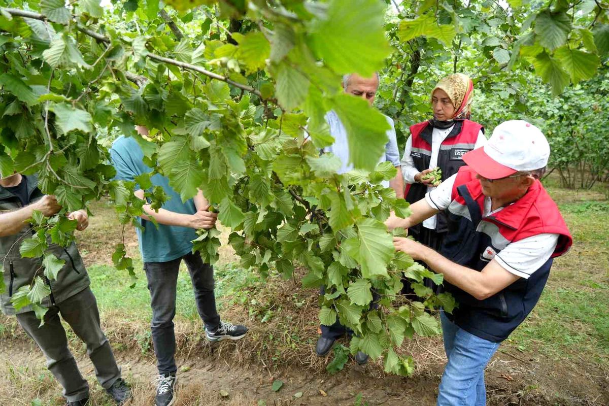 Samsun\'da 2026 Fındık Rekolte Tespiti Başladı